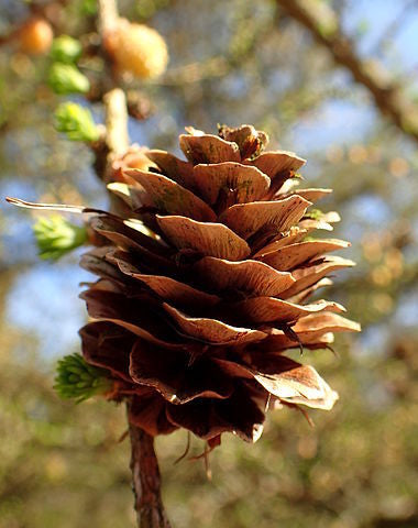 Larix Gmelinii wood