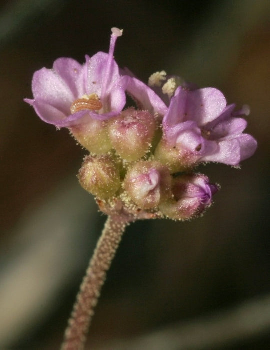 Boerhavia diffusa root