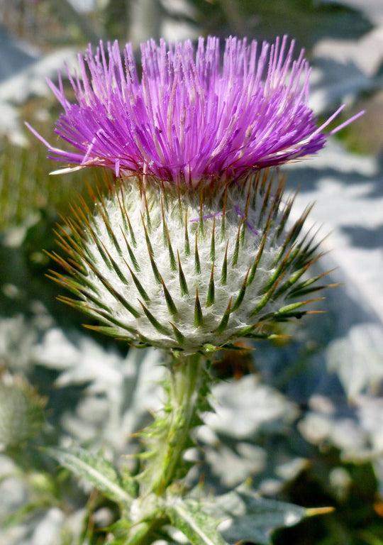 Onopordum Acanthium Flower/Leaf/Stem