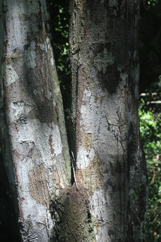 Salix Nigra (NOIR)  willow bark