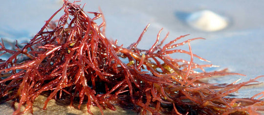 LITHOTHAMNIUM ALGAE