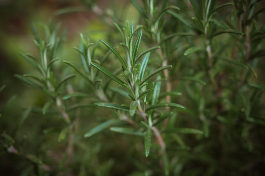 ROSEMARY OIL