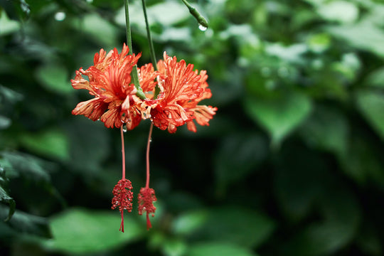 HIBISCUS FLOWER ACIDS