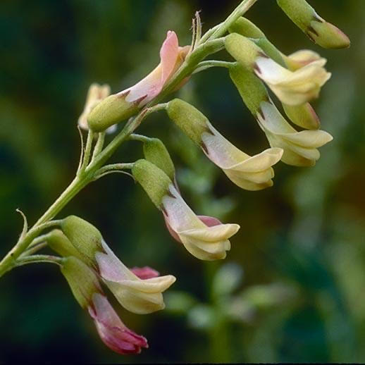 Astragalus membranaceus root extract 