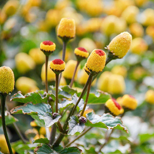 Spilanthes Acmella Flower/Stem Extract